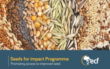 Seeds for Impact West Africa